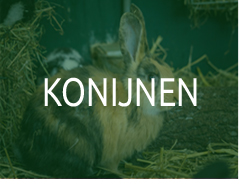 Konijnen